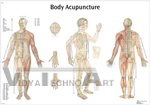 Body Acupuncture - Anatomical Chart